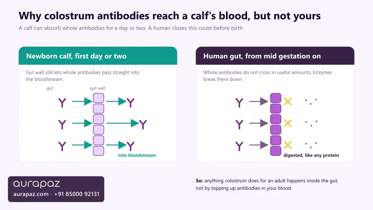 Diagram comparing a newborn calf's gut, where whole antibodies cross the gut wall into the bloodstream for the first day or two, with a human gut, which closes to whole antibodies before birth and digests them into amino acids
