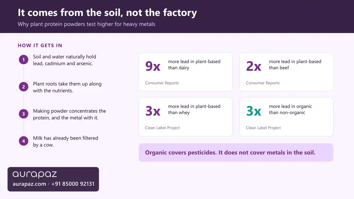 Diagram showing how heavy metals move from soil into plant roots and are concentrated during protein powder manufacture, with multipliers: nine times more lead in plant-based than dairy, two times more than beef, three times more than whey, and three times more lead in organic than non-organic
