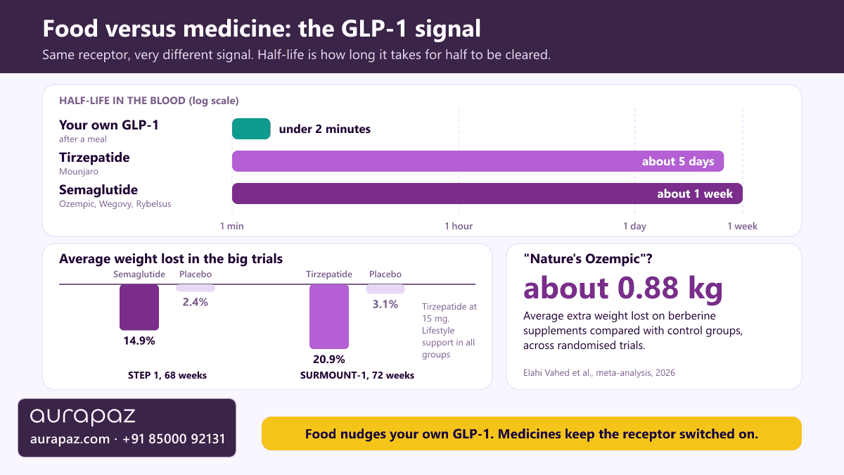 Explainer graphic comparing how long the GLP-1 signal lasts: natural GLP-1 after a meal has a half-life under 2 minutes, tirzepatide about 5 days and semaglutide about 1 week, alongside trial results of 14.9 per cent average weight loss with semaglutide and 20.9 per cent with the highest tirzepatide dose, against 2.4 and 3.1 per cent with placebo, and about 0.88 kg of extra weight lost on berberine supplements